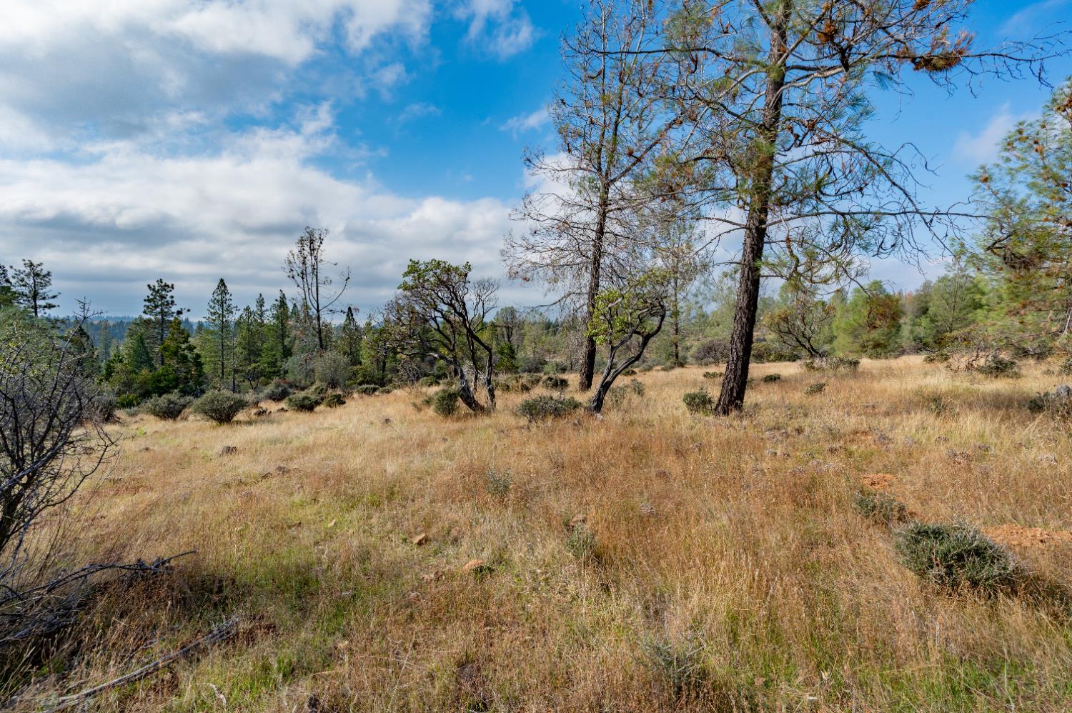 12137 Newtown Road Nevada City, CA 95959 - Photo 17 of 34 a view of a dry yard with trees