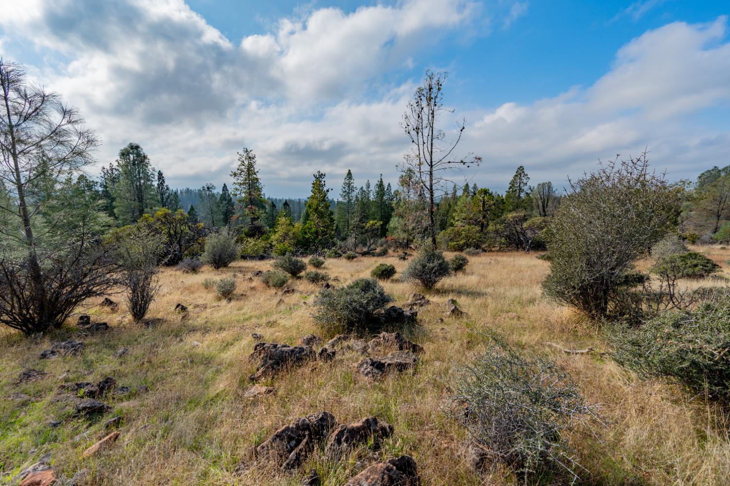 12137 Newtown Road Nevada City, CA 95959 - Photo 19 of 34 a view of a covered with trees in a field