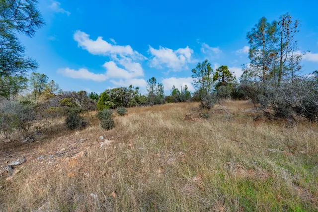 a view of a dry yard with trees