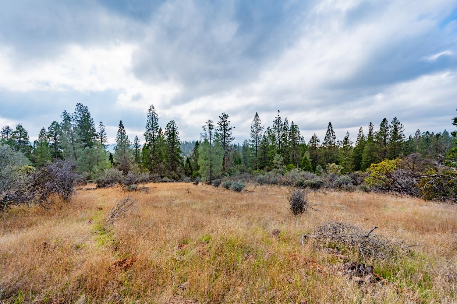 12137 Newtown Road Nevada City, CA 95959 - Photo 2 of 34 a view of a dry yard with trees in the background