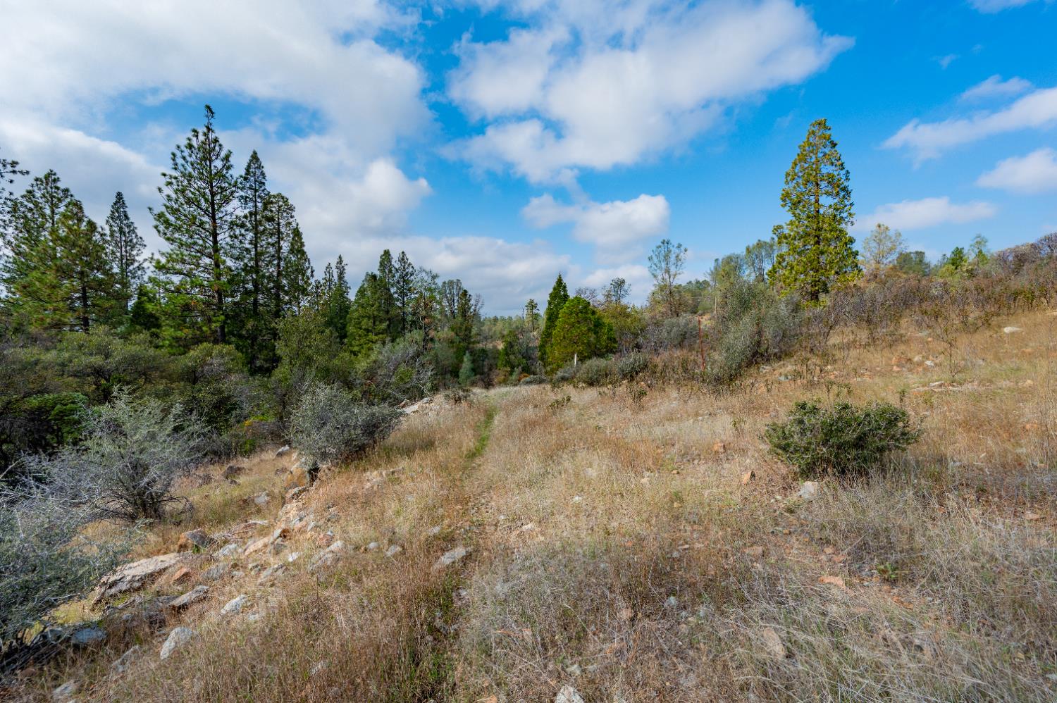 12137 Newtown Road Nevada City, CA 95959 - Photo 21 of 34 a view of a dry yard with trees