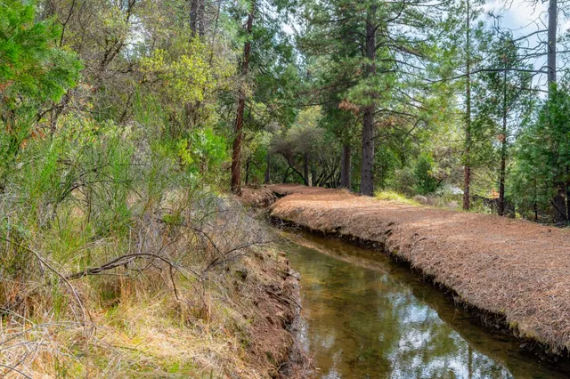 a view of a yard with large trees