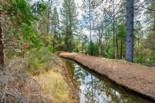 a view of a tree in a yard