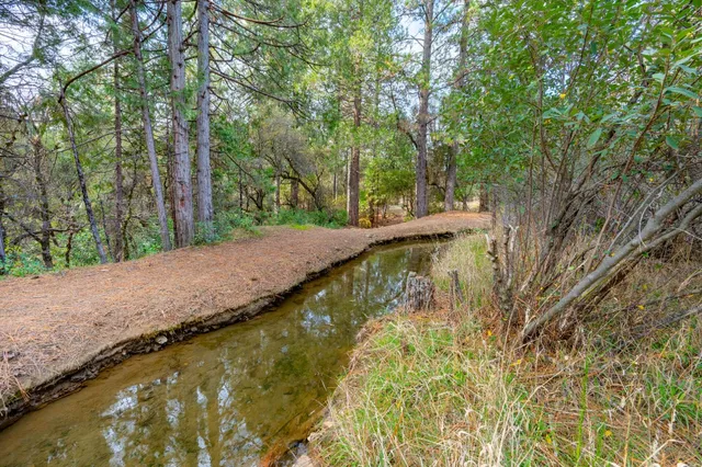 a view of a forest with mountain