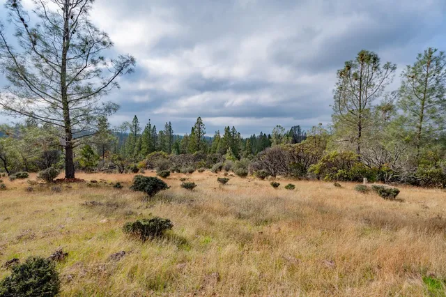 a view of a dry yard with trees in the background