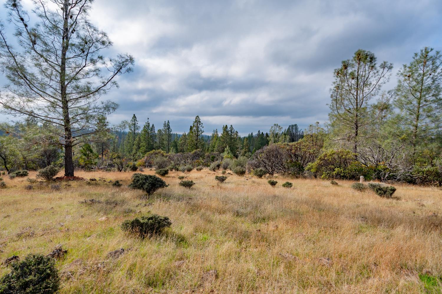 12137 Newtown Road Nevada City, CA 95959 - Photo 7 of 34 a view of a yard with a large tree