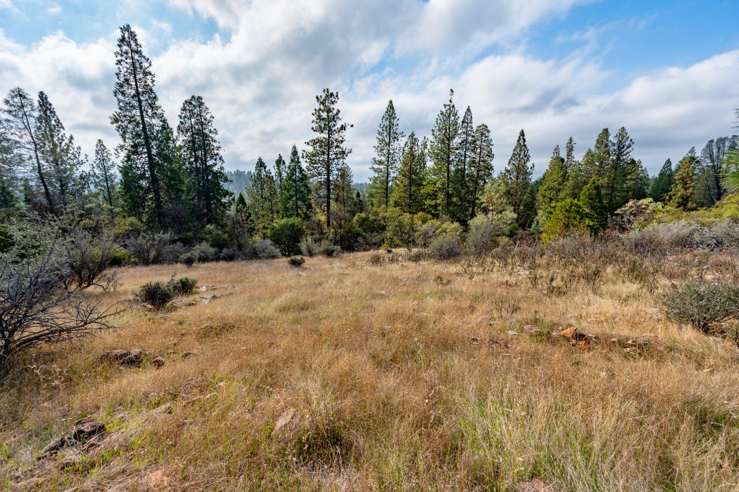 12137 Newtown Road Nevada City, CA 95959 - Photo 8 of 34 a view of a dry yard with trees in the background