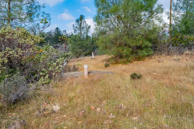 a view of a dry yard with trees
