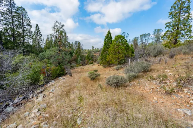 a view of a forest with trees in the background