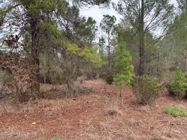 a view of a forest with trees in the background