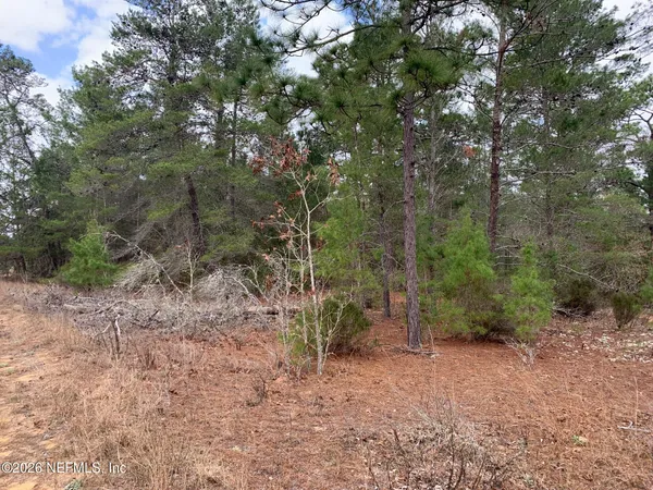 a view of a forest with trees in the background