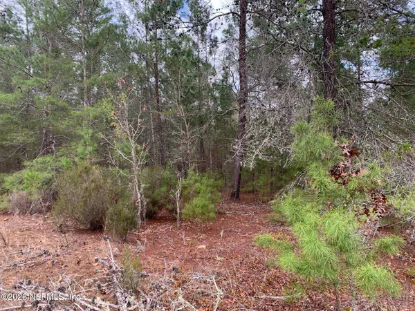 a view of a forest with trees in the background