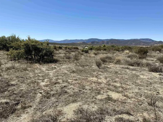 a view of a dry yard with a tree
