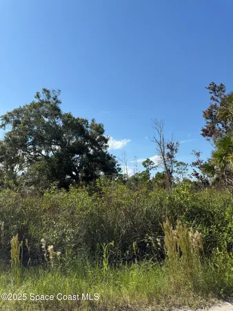 a view of a bunch of trees and bushes
