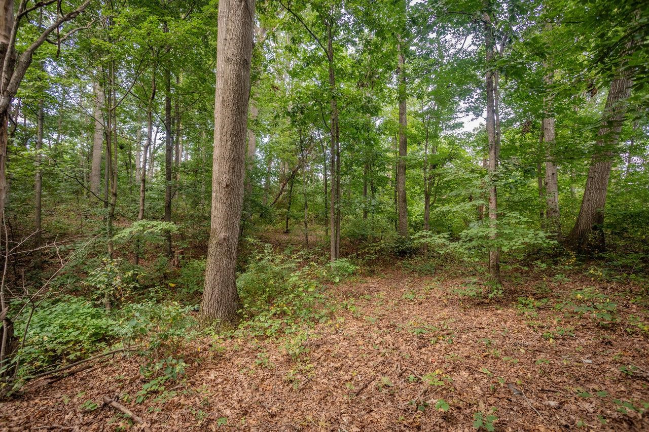 1557 Rinacas Corner Road Shenandoah, VA 22849 - Photo 21 of 32 a view of a forest with trees