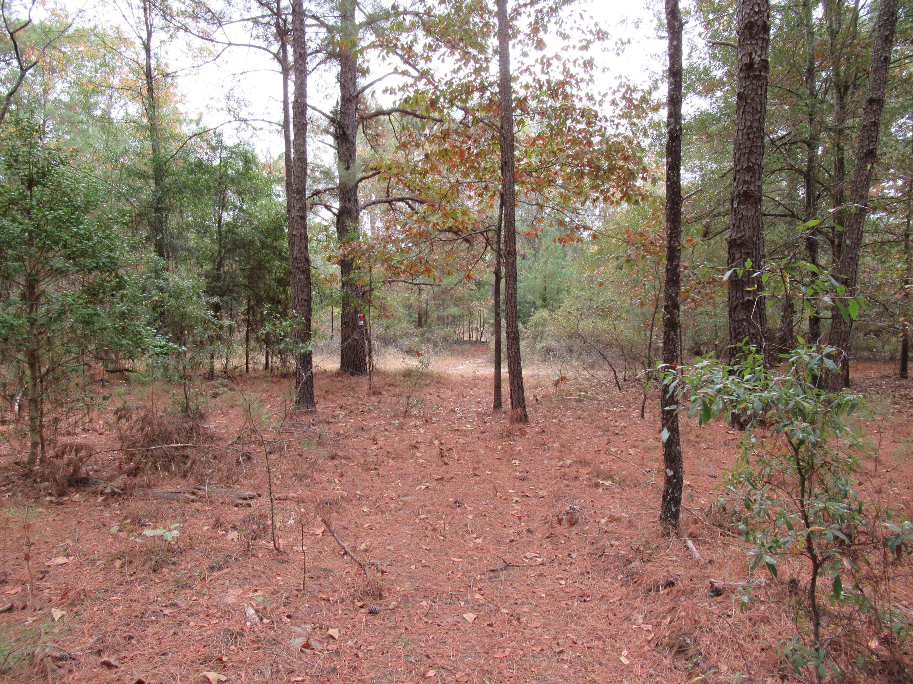 0 Twin Pines Road Keysville, GA 30816 - Photo 12 of 25 IMG_0640