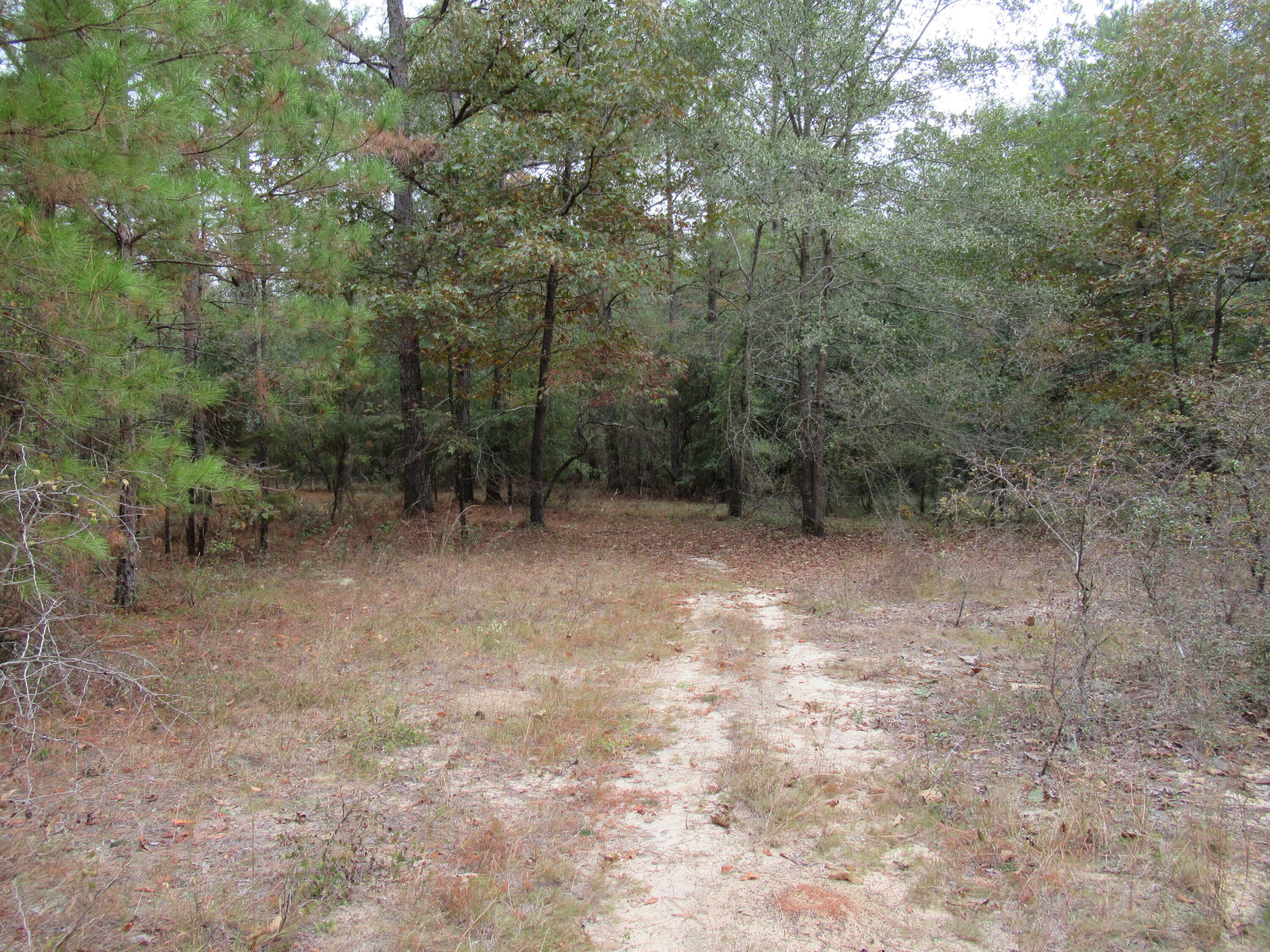 0 Twin Pines Road Keysville, GA 30816 - Photo 13 of 25 IMG_0641