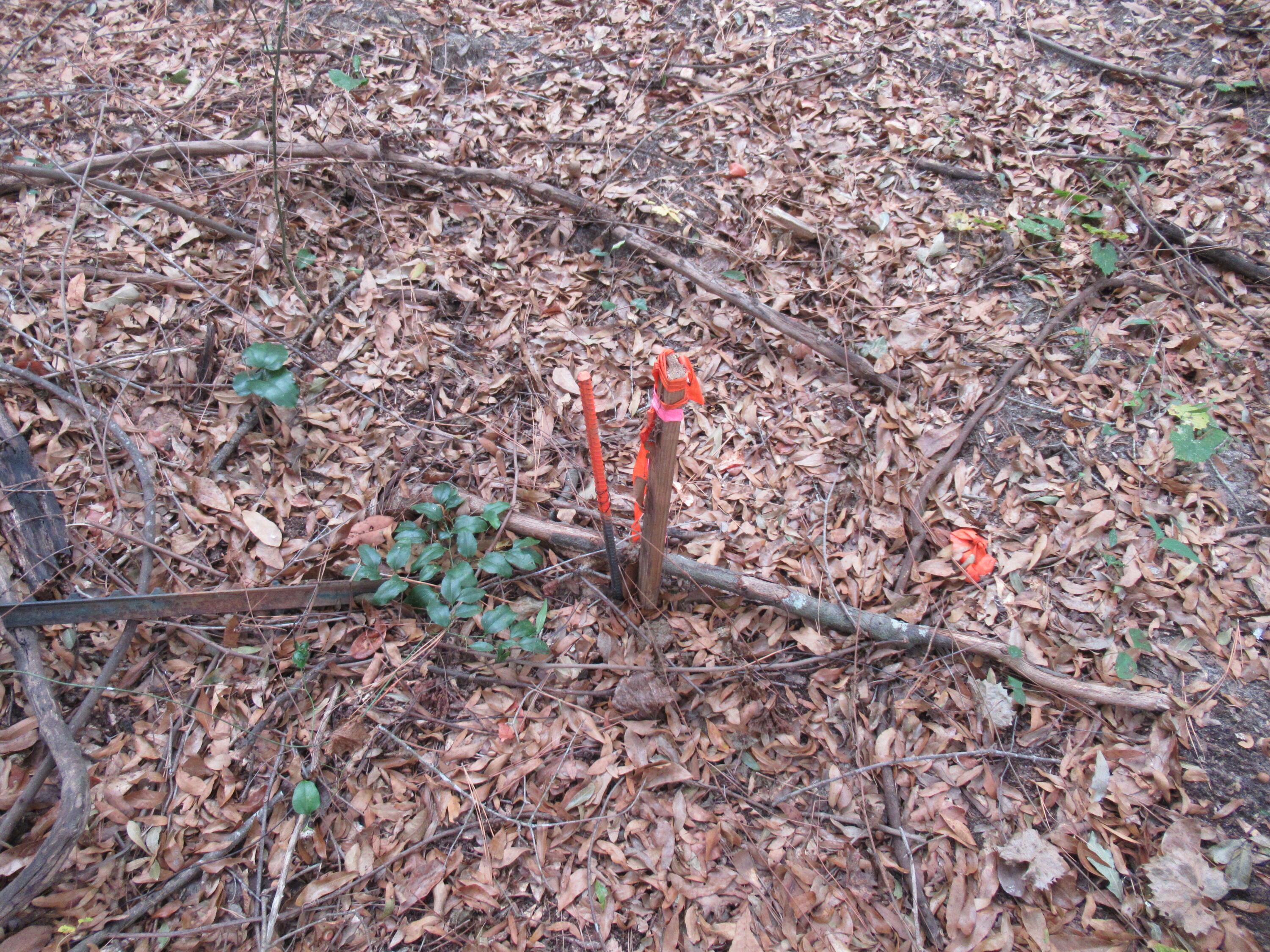 0 Twin Pines Road Keysville, GA 30816 - Photo 17 of 25 IMG_0645