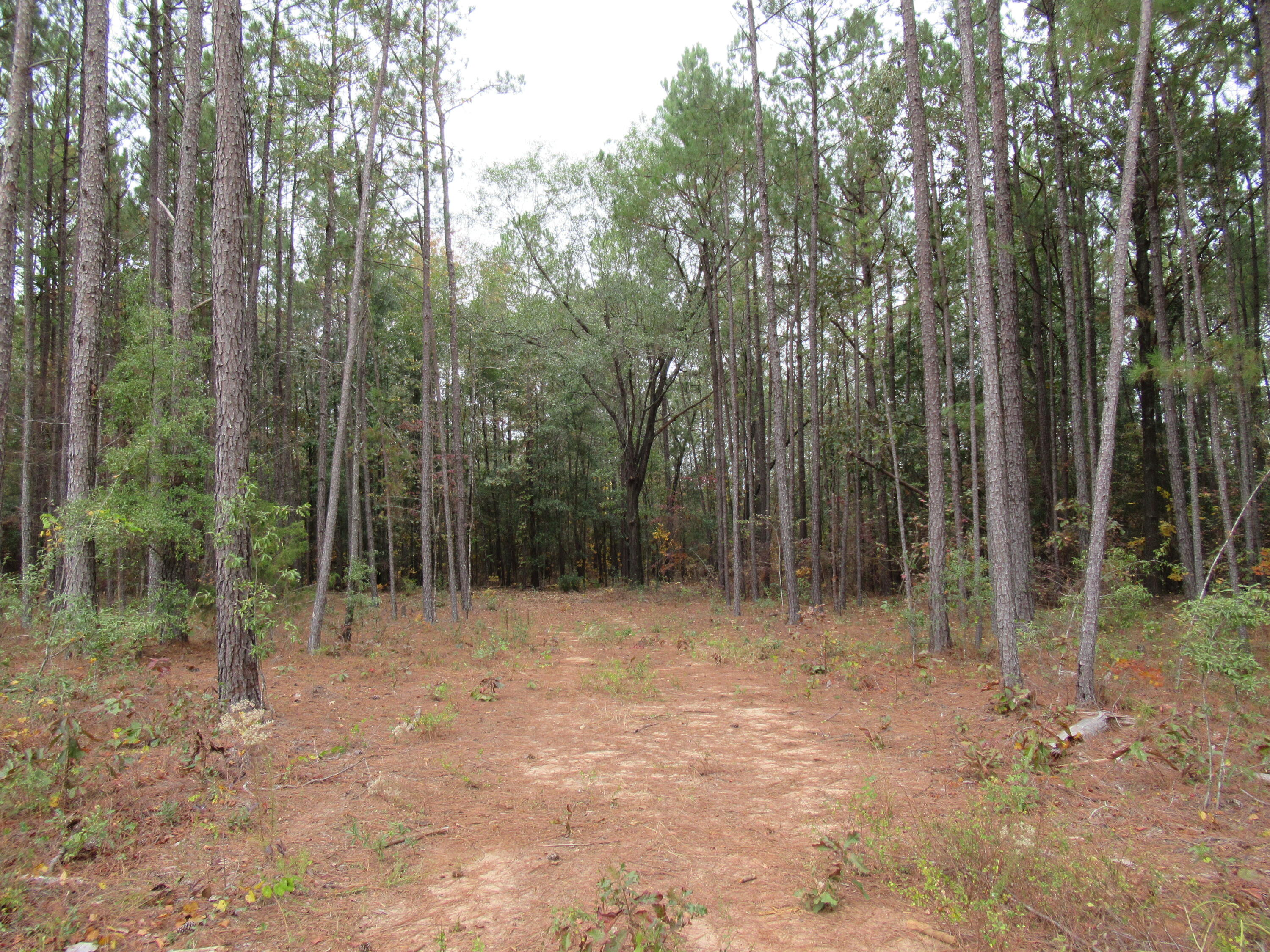0 Twin Pines Road Keysville, GA 30816 - Photo 20 of 25 IMG_0648