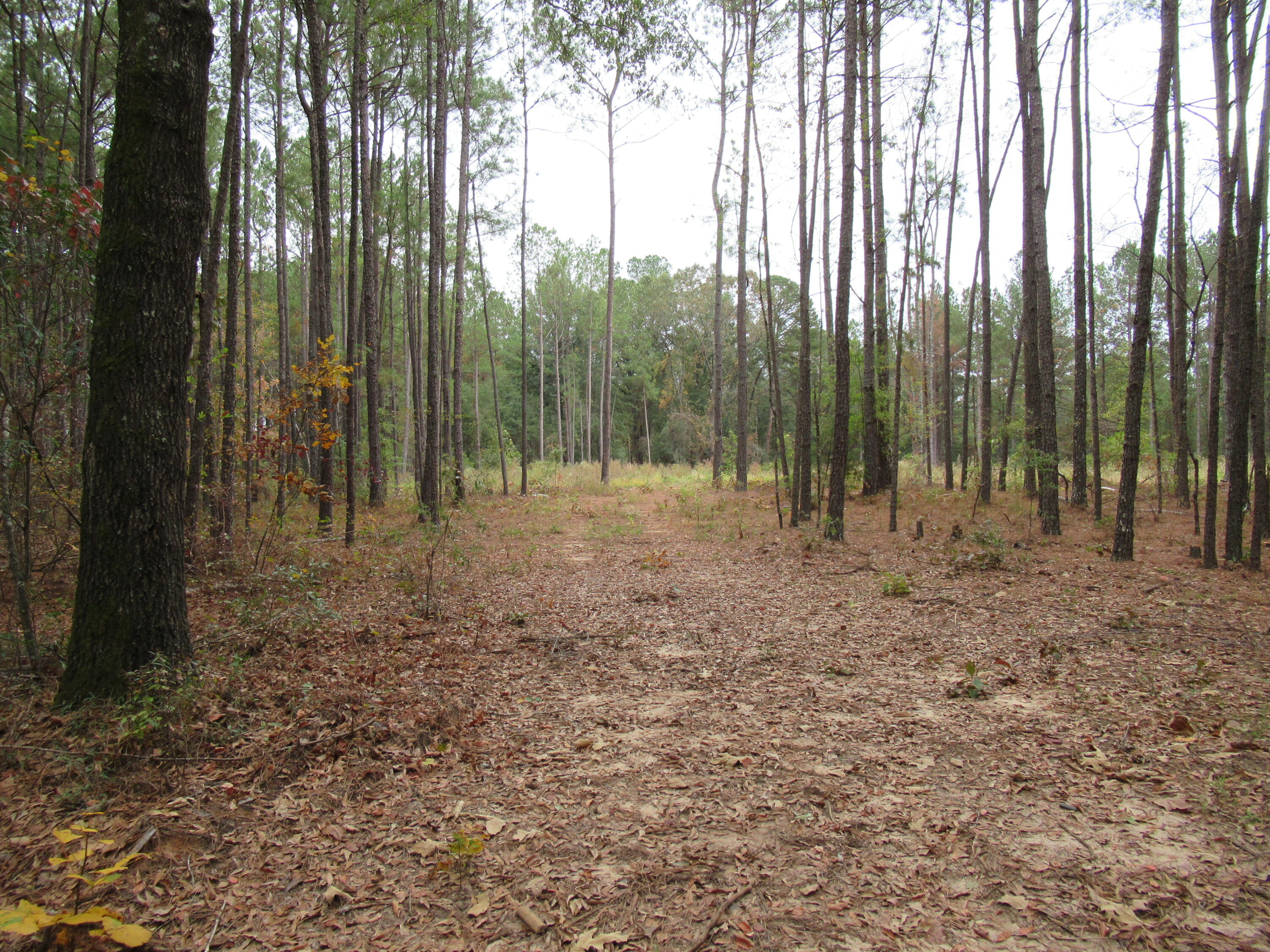 0 Twin Pines Road Keysville, GA 30816 - Photo 2 of 25 IMG_0630