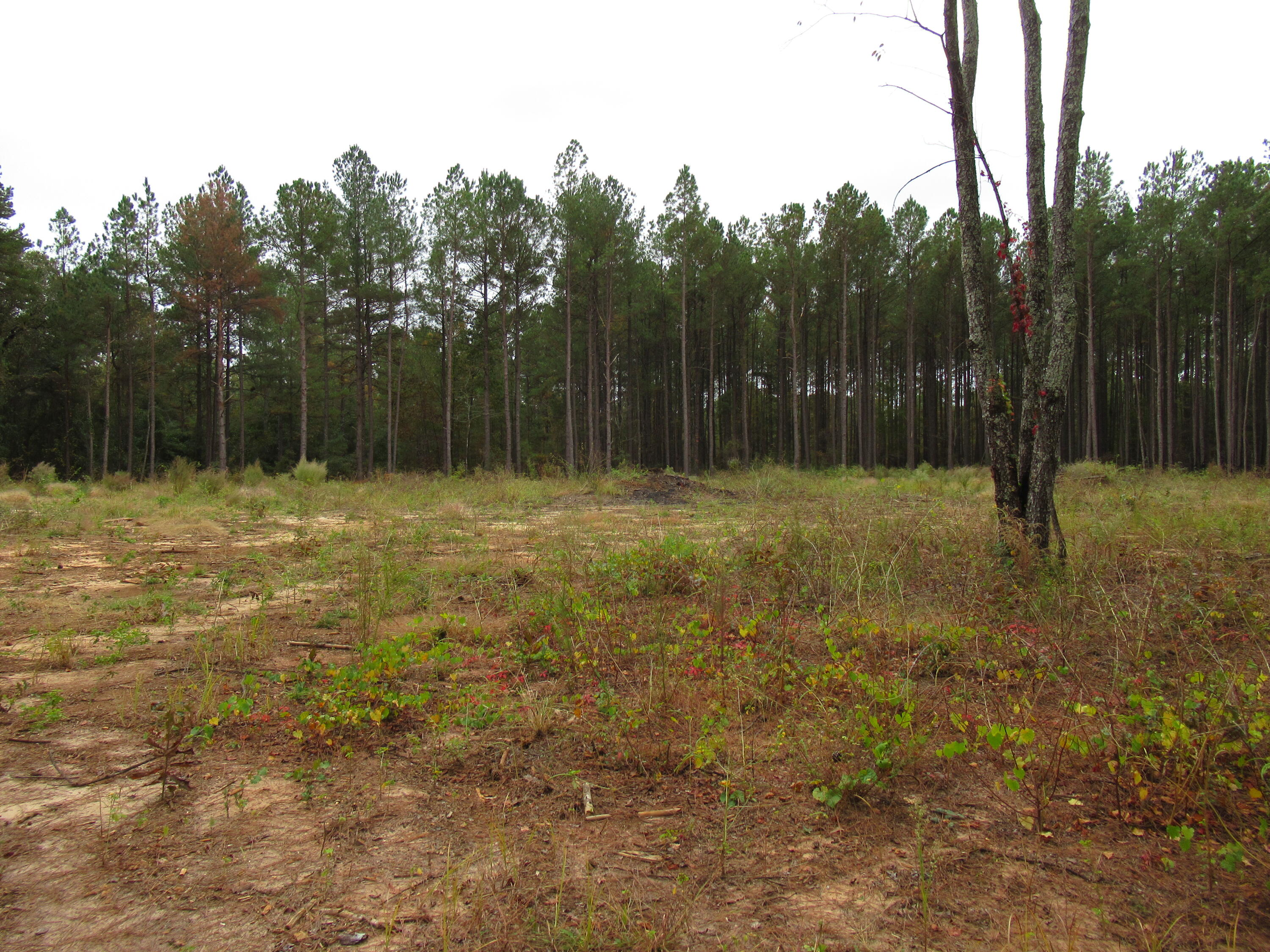 0 Twin Pines Road Keysville, GA 30816 - Photo 4 of 25 IMG_0632
