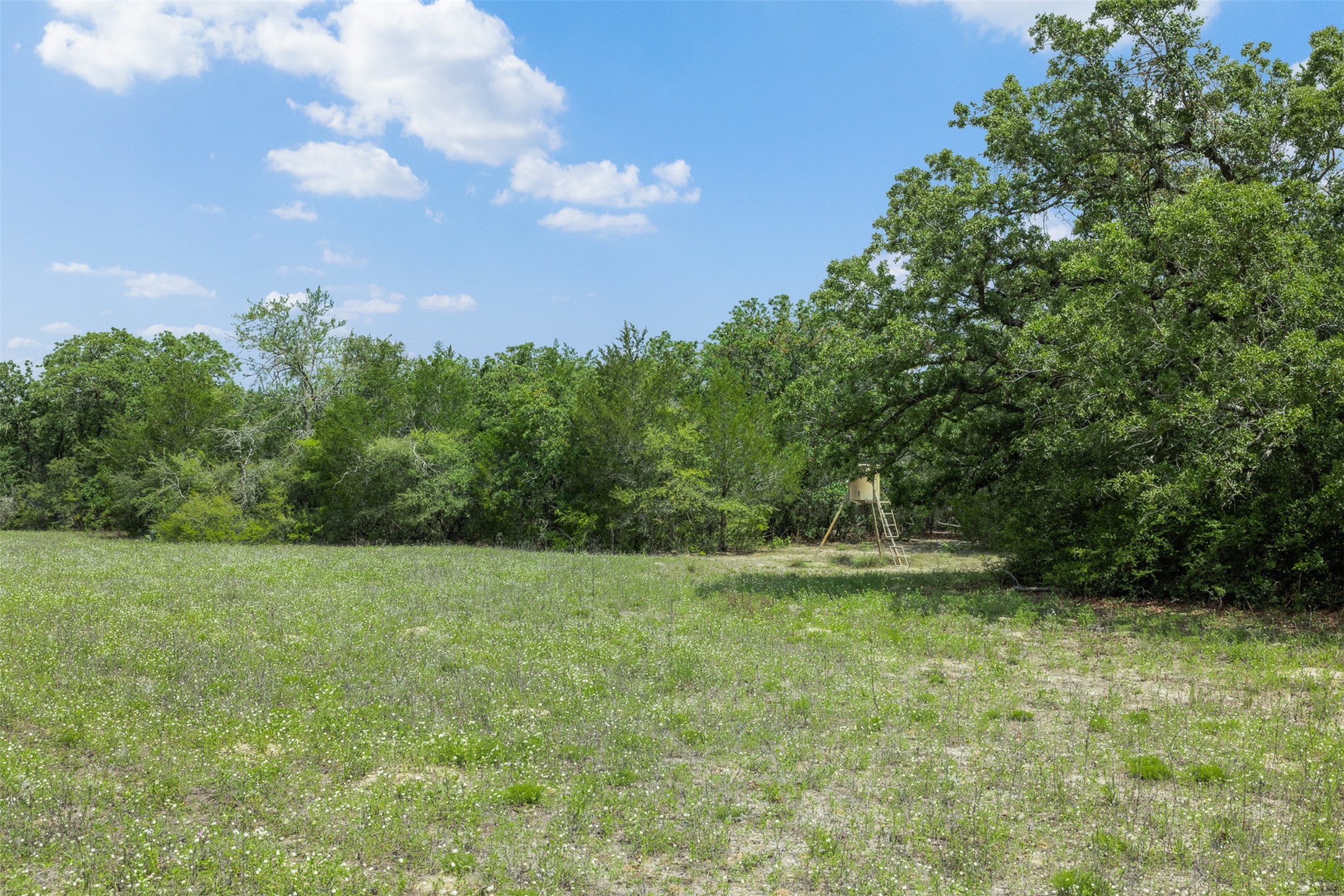 622 Red Rock Ranch Road Red Rock, TX 78662 - Photo 26 of 46 a view of a green yard