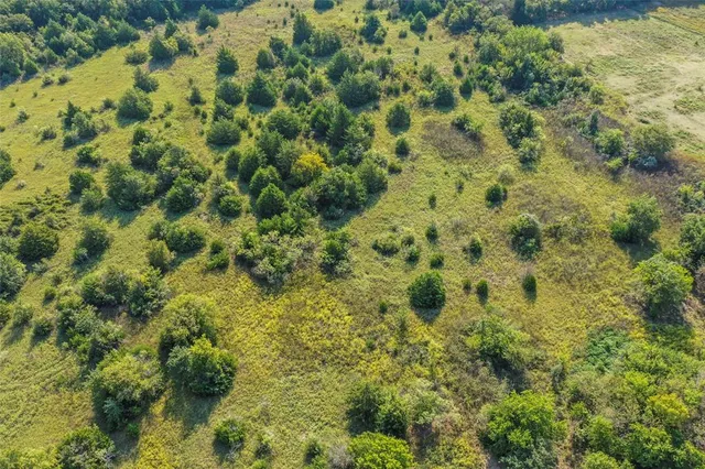 a view of a lush green forest with trees and grass