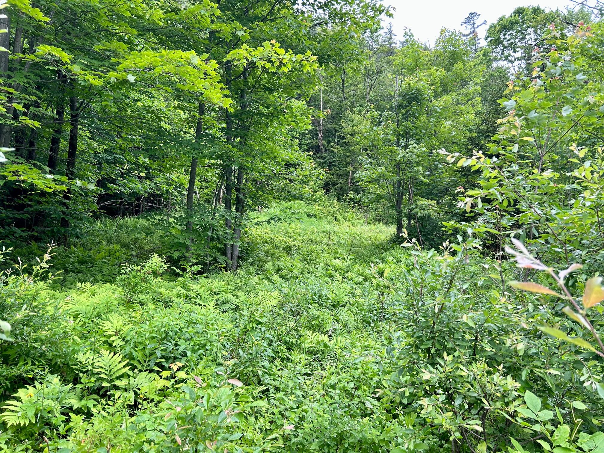 1366 Main Street Kingfield, ME 04947 - Photo 2 of 12 Road to clearing