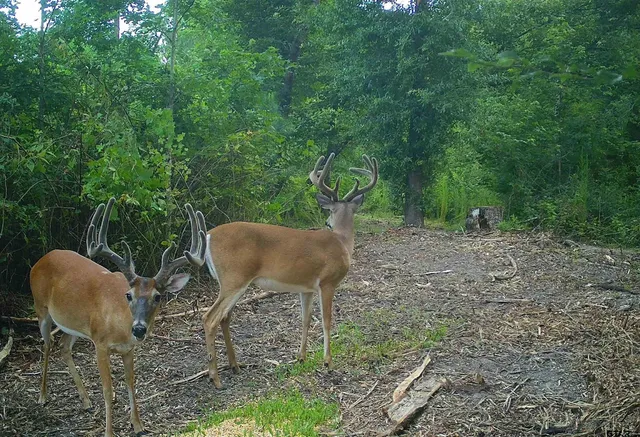 $294,500 | 1324 County Road 4710, Kennard, TX 75847