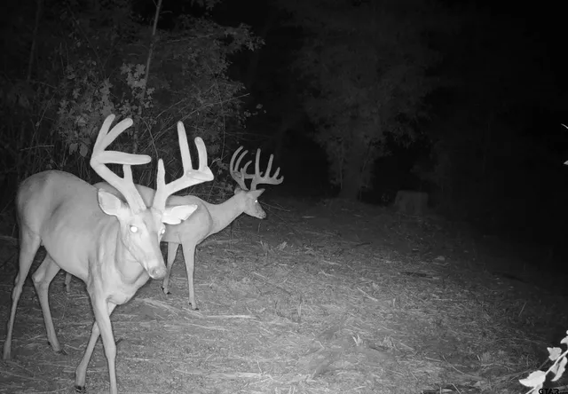 $294,500 | 1324 County Road 4710, Kennard, TX 75847