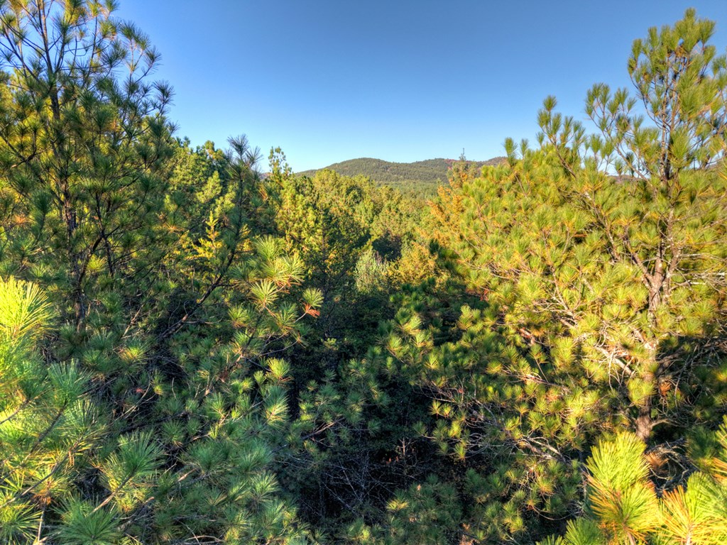 0 Stansbury Mountain Road Copperhill, TN 37317 - Photo 9 of 12 a view of a large tree with a tree in a yard