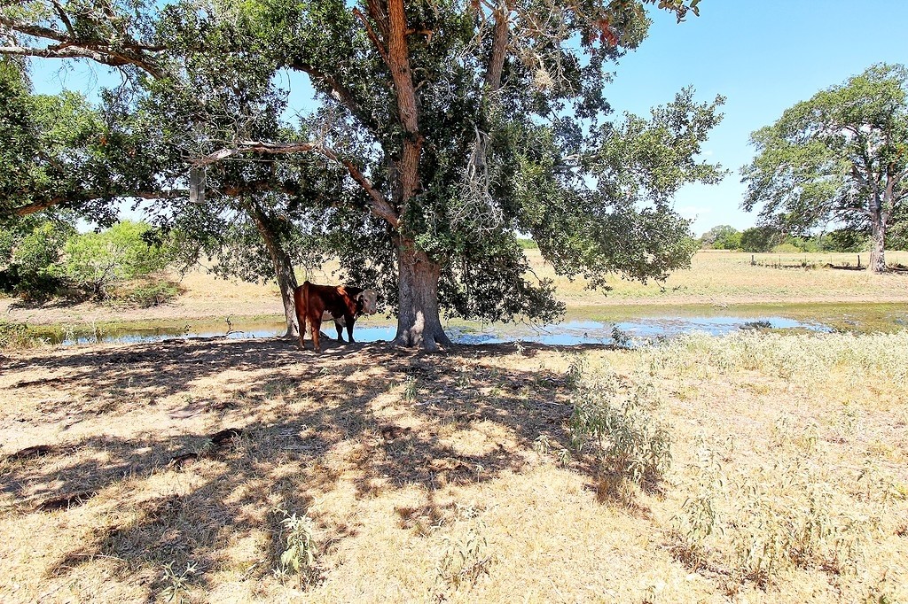 245 County Road 245 Weimar, TX 78962 - Photo 15 of 25 a view of a yard with a tree