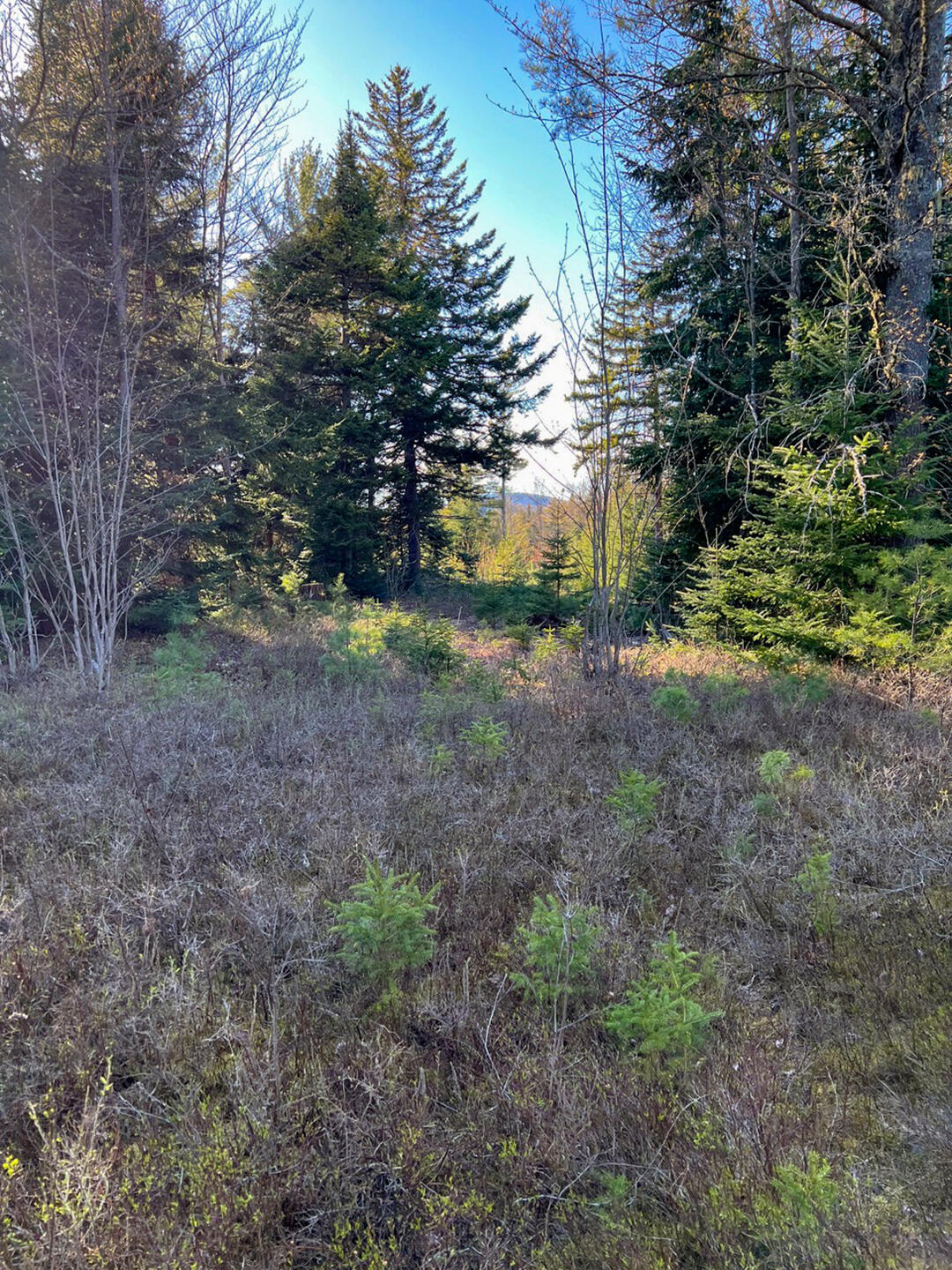 0 Cold Brook Road Bloomingdale, NY 12913 - Photo 6 of 9 Gallery Image 6