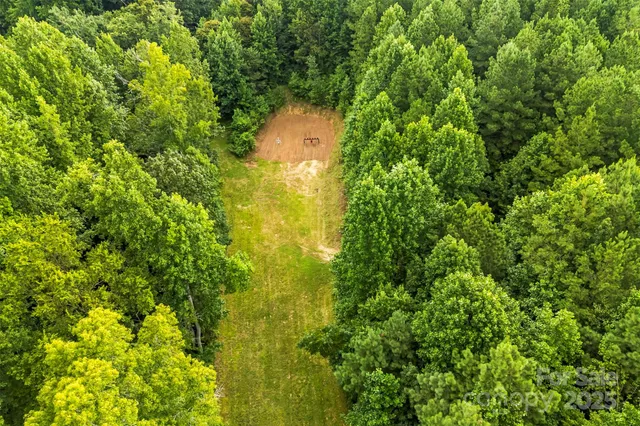 a view of a tree in a garden