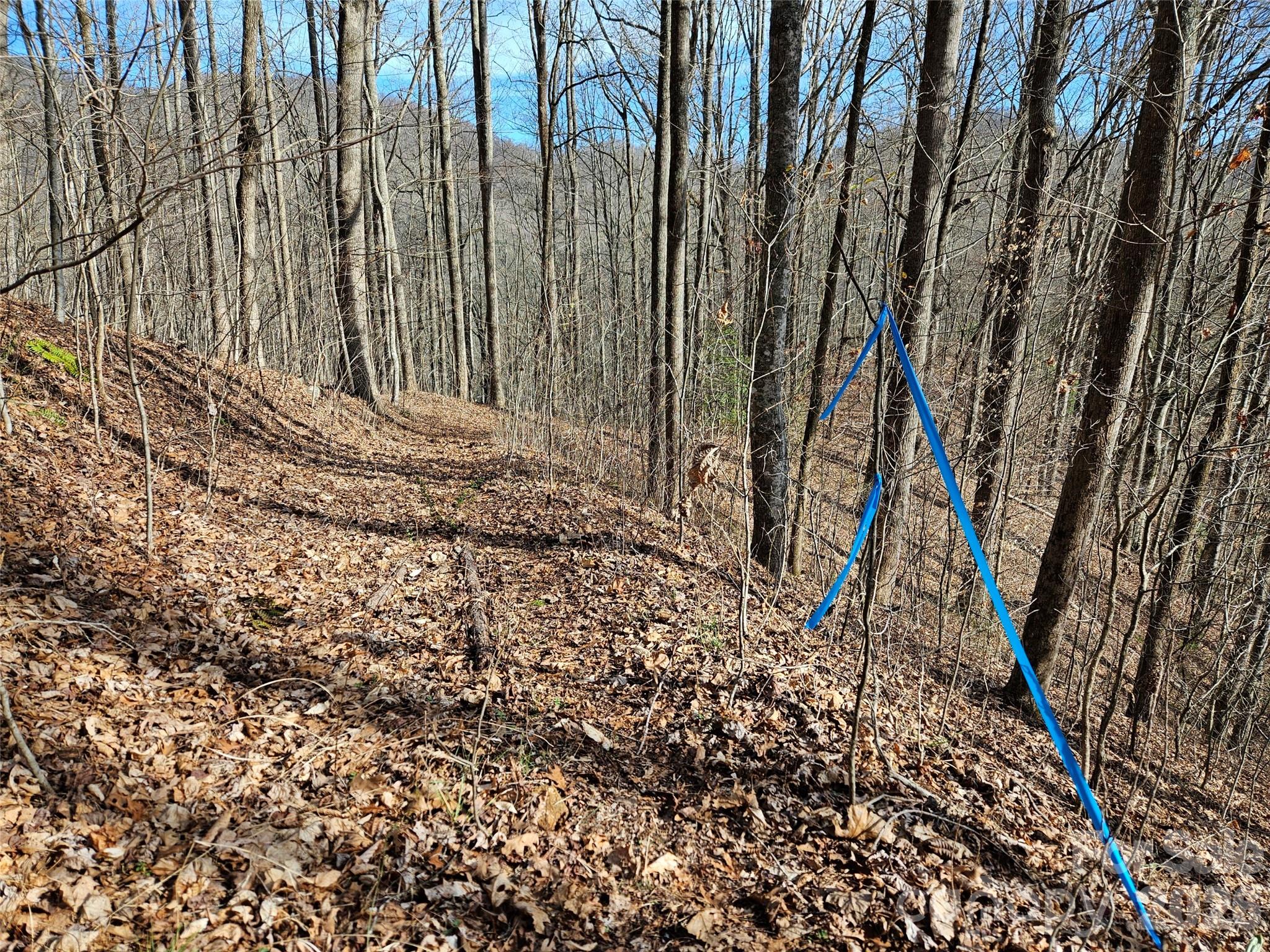 262 Si Knob Road Cullowhee, NC 28723 - Photo 11 of 14 a plant is in the middle of a forest