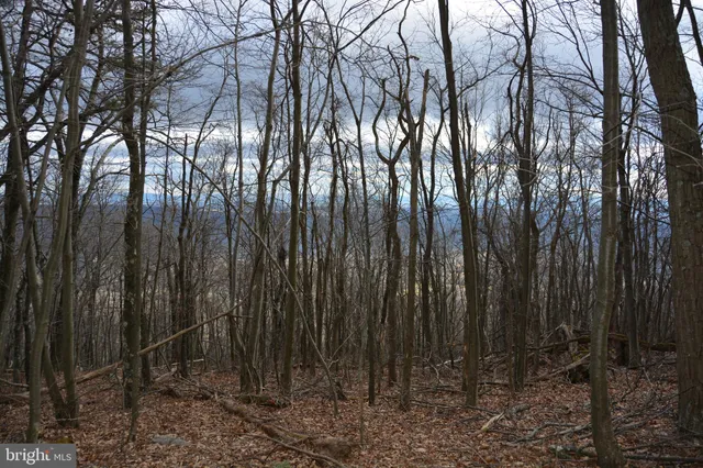 a view of lots of trees