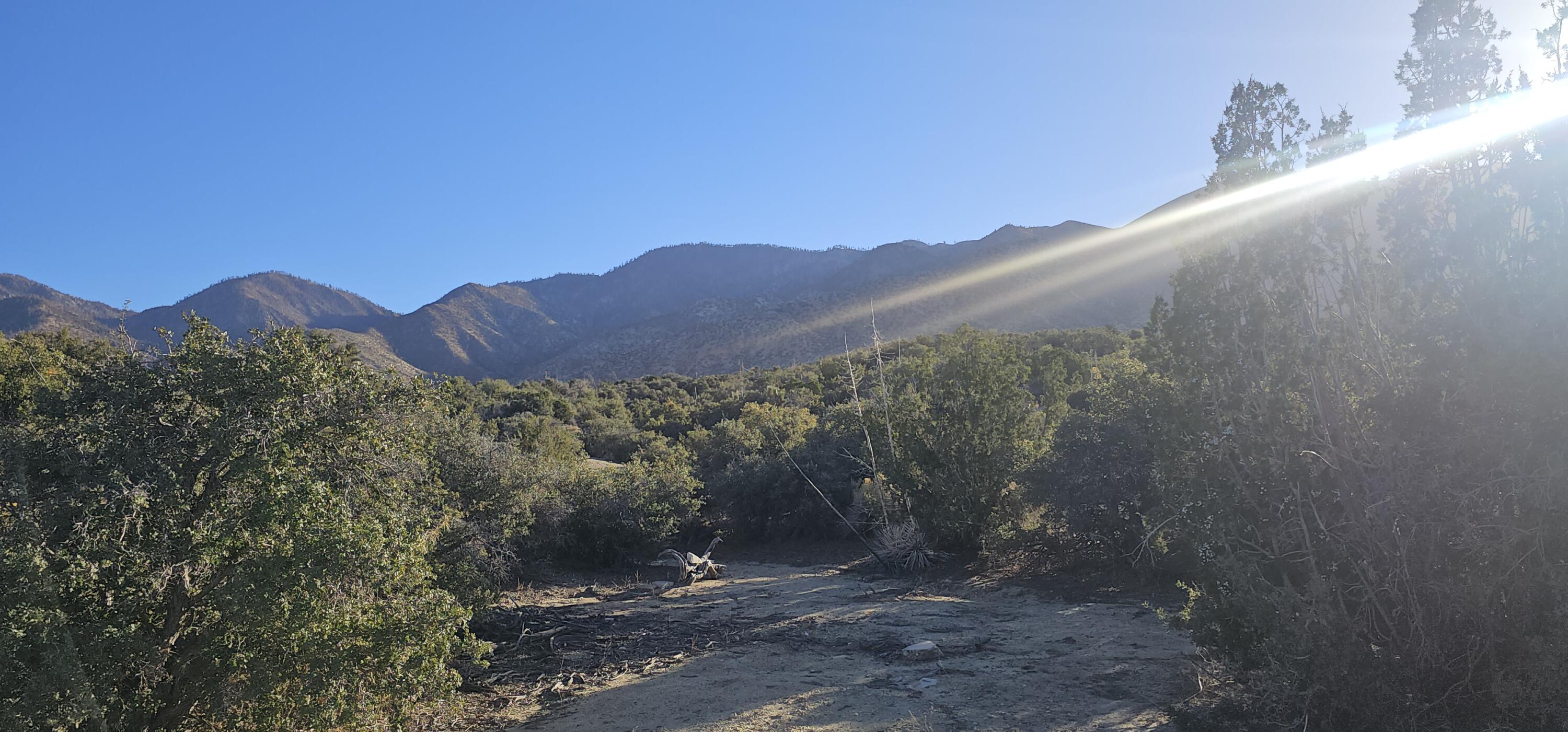Nearwood Road Pearblossom, CA 93553 - Photo 1 of 4 a view of a forest with a street