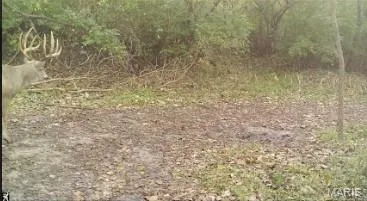 $285,000 | 15275 Shipman Road, Carlinville, IL 62626