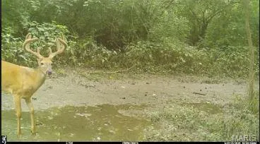 $285,000 | 15275 Shipman Road, Carlinville, IL 62626