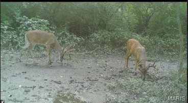 $285,000 | 15275 Shipman Road, Carlinville, IL 62626