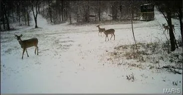 $285,000 | 15275 Shipman Road, Carlinville, IL 62626