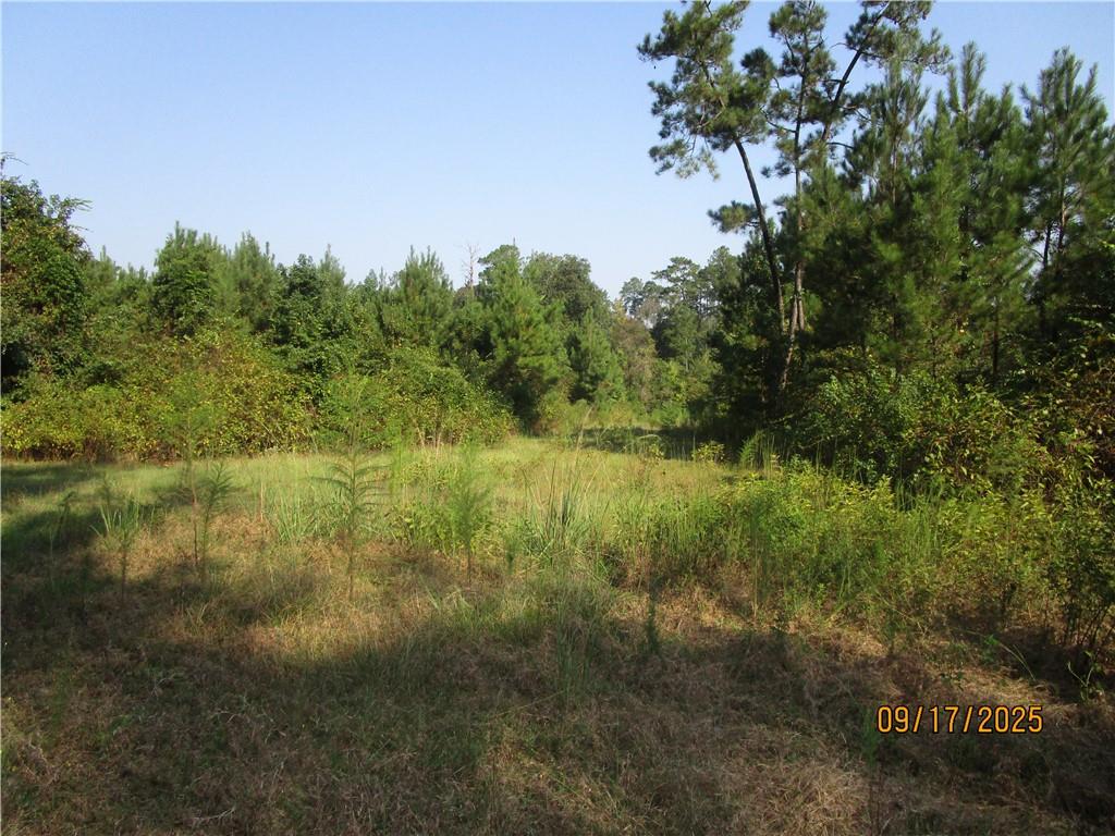 0 Mary Barron Road Pollock, LA 71467 - Photo 11 of 15 Gallery Image 11