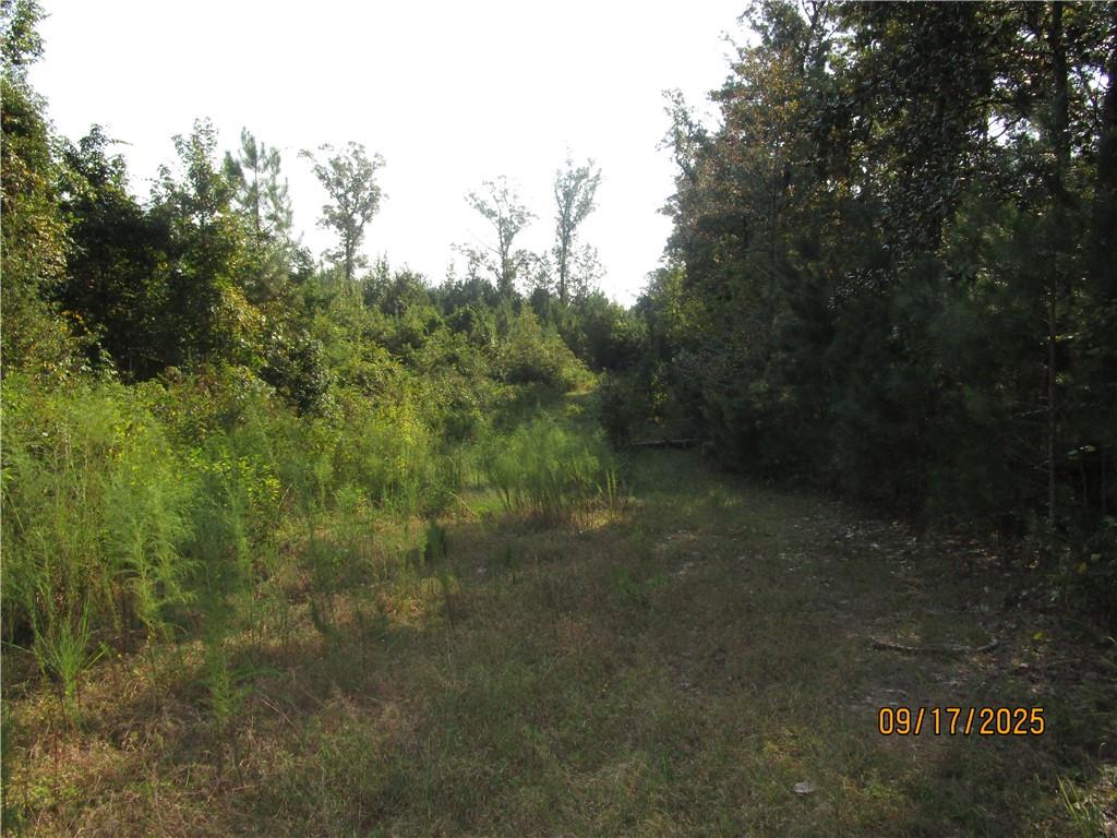 0 Mary Barron Road Pollock, LA 71467 - Photo 10 of 15 Gallery Image 10