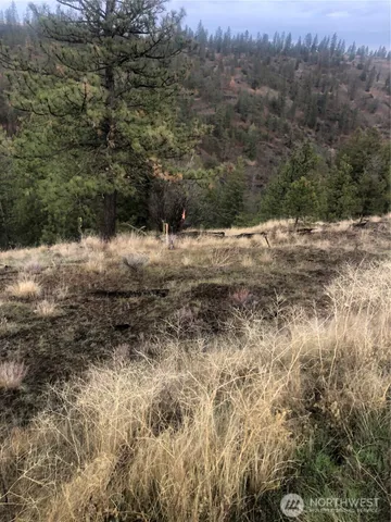 a view of a dry yard with trees