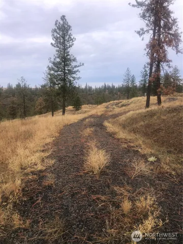 a view of a yard with a tree