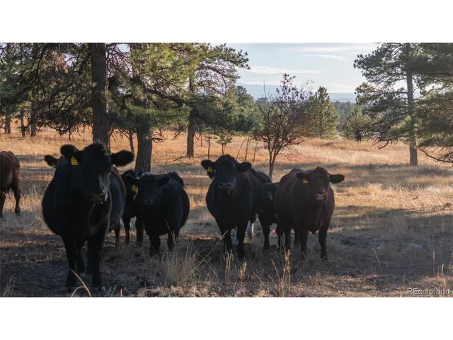 a black and white photo of a yard