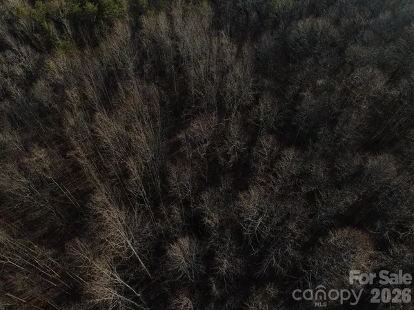 a view of a dry yard with trees