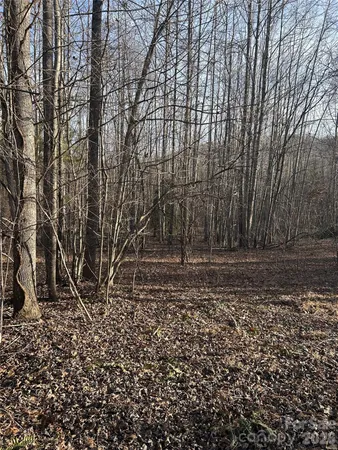 a view of a forest with trees