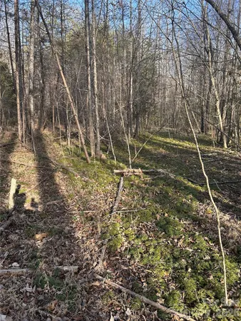 a view of a yard with a trees