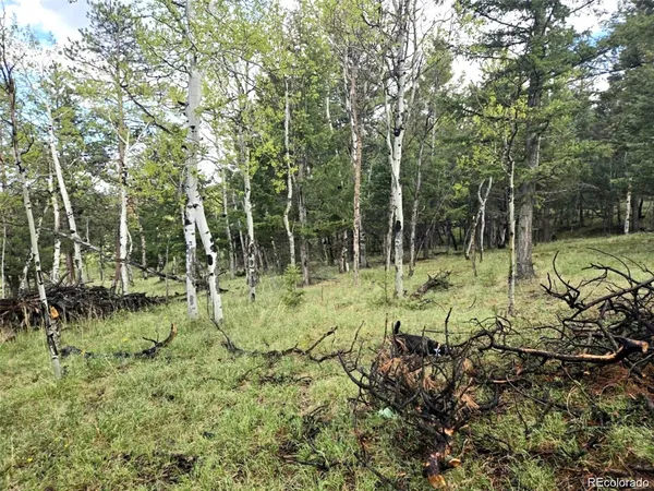 a view of a garden with a tree